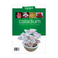 Image of Caladium: Parade Foto, Paduan Praktis